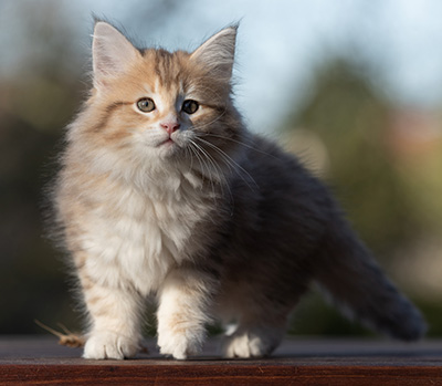 Rohan - 9 weeks old