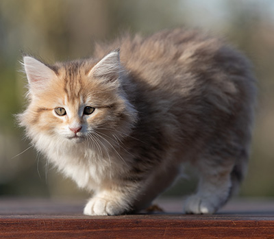 Rohan - 9 weeks old