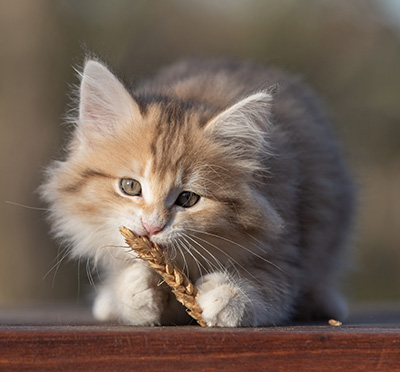 Rohan - 9 weeks old