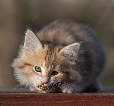Rohan - 9 weeks old