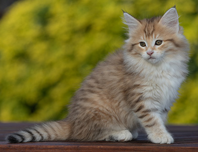 Rohan - 9 weeks old