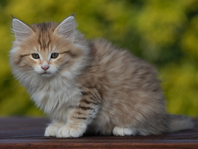 Rohan - 9 weeks old