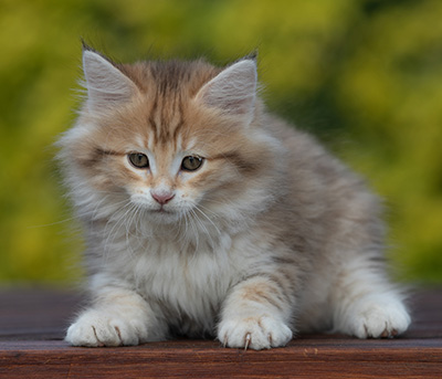 Rohan - 9 weeks old