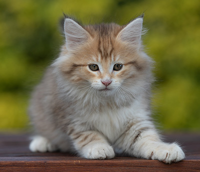 Rohan - 9 weeks old