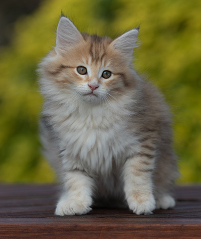 Rohan - 9 weeks old