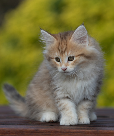 Rohan - 9 weeks old