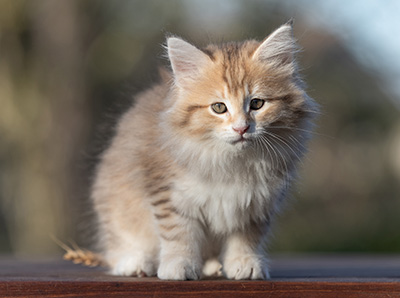 Rohan - 9 weeks old
