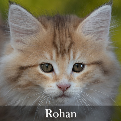 Rohan