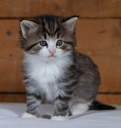 Rookie - 4 weeks old