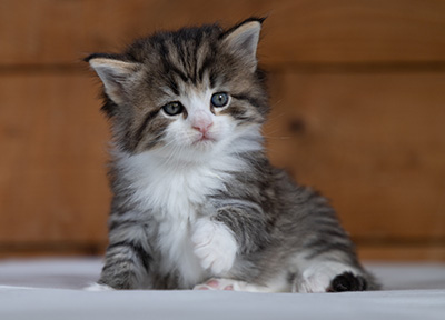 Rookie - 4 weeks old