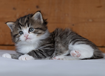 Rookie - 4 weeks old