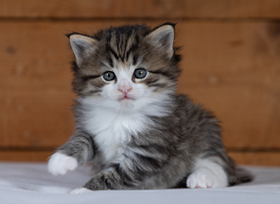 Rookie - 4 weeks old