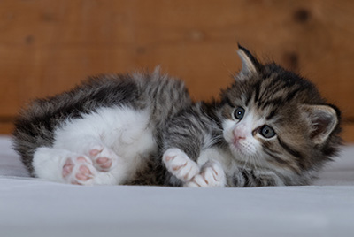 Rookie - 4 weeks old