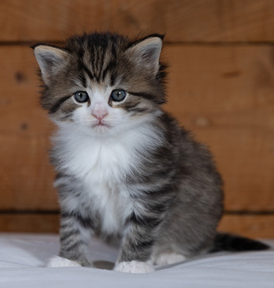 Rookie - 4 weeks old