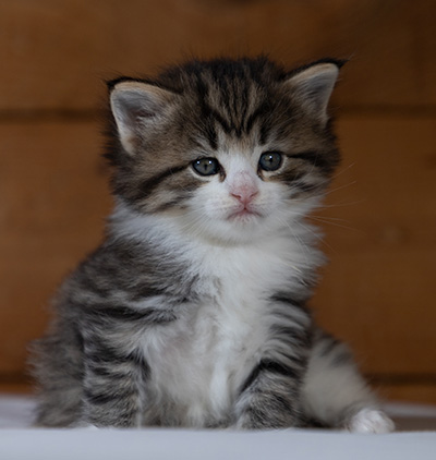 Rookie - 4 weeks old
