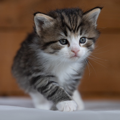 Rookie - 4 weeks old