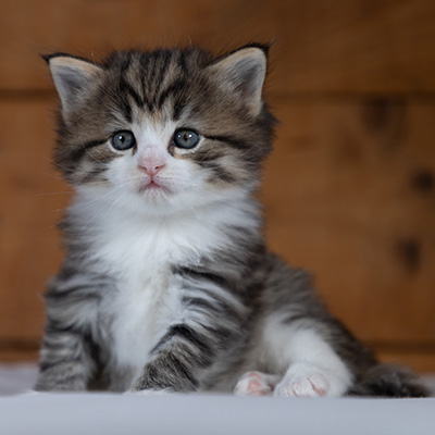 Rookie - 4 weeks old