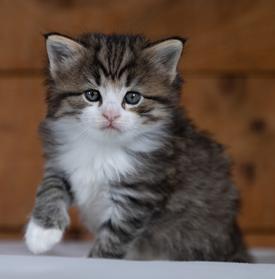Rookie - 4 weeks old