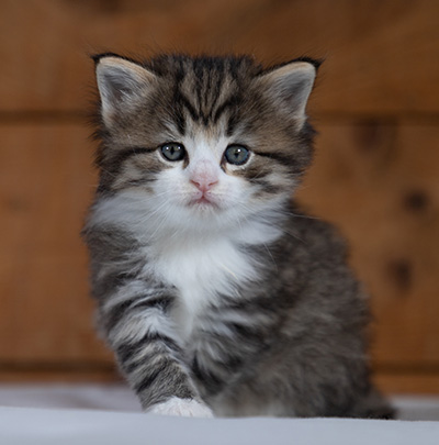Rookie - 4 weeks old