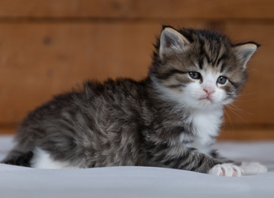 Rookie - 4 weeks old