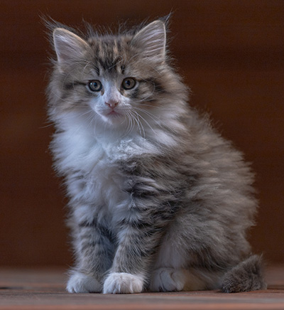 Rookie - 7 weeks old