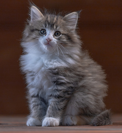 Rookie - 7 weeks old