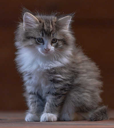 Rookie - 7 weeks old