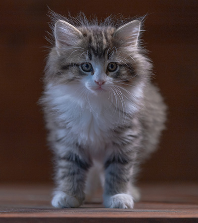 Rookie - 7 weeks old
