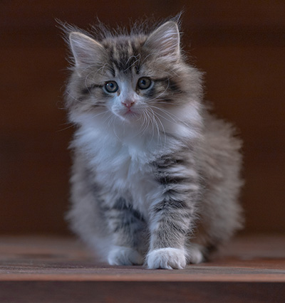 Rookie - 7 weeks old