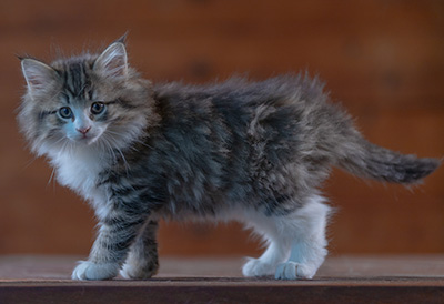 Rookie - 7 weeks old