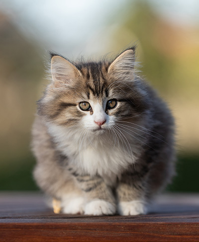 Rookie - 9 weeks old