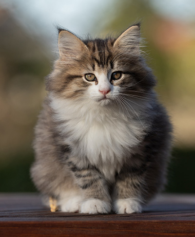 Rookie - 9 weeks old