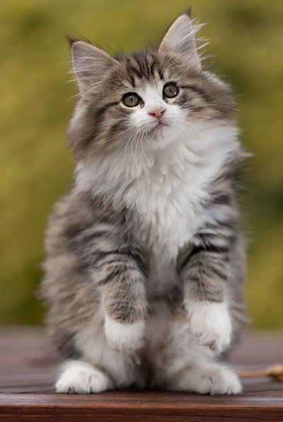 Rookie - 9 weeks old