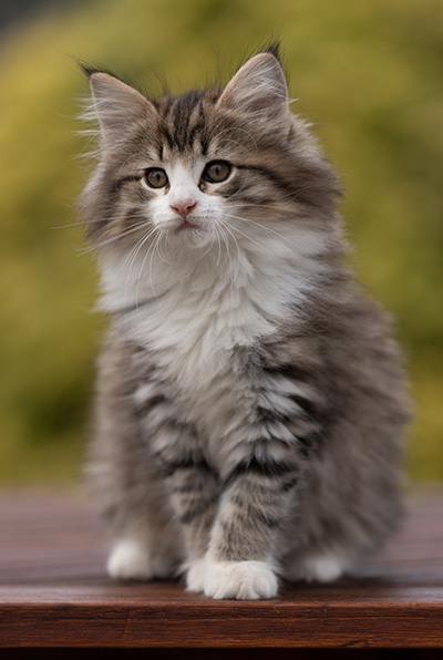 Rookie - 9 weeks old