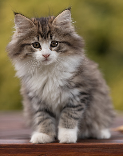 Rookie - 9 weeks old