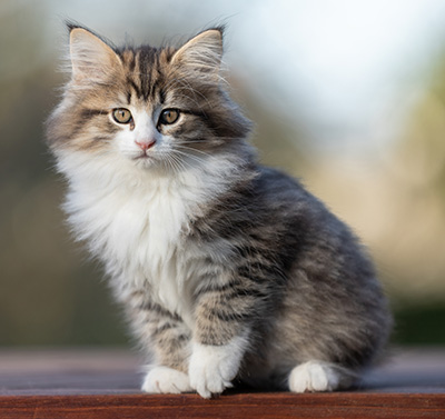 Rookie - 9 weeks old