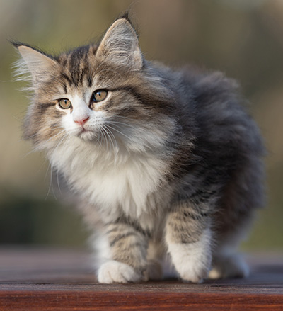 Rookie - 9 weeks old