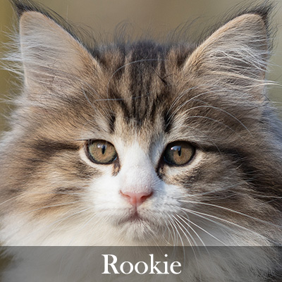 Rookie