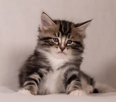 Thorkel - 6 weeks old