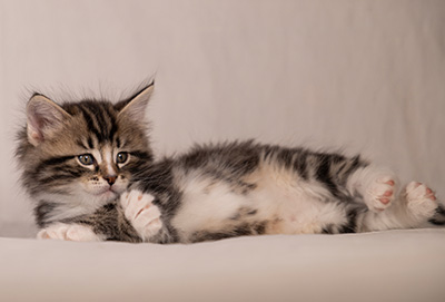 Thorkel - 6 weeks old