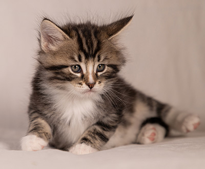 Thorkel - 6 weeks old