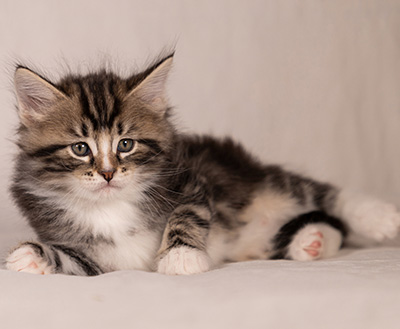 Thorkel - 6 weeks old