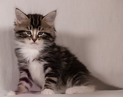 Thorkel - 6 weeks old