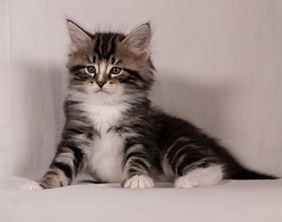 Thorkel - 6 weeks old