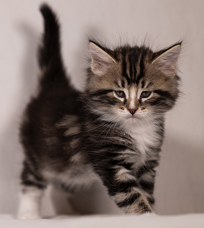 Thorkel - 6 weeks old