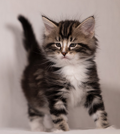 Thorkel - 6 weeks old