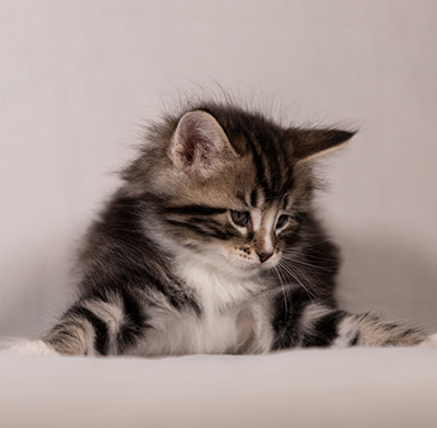 Thorkel - 6 weeks old