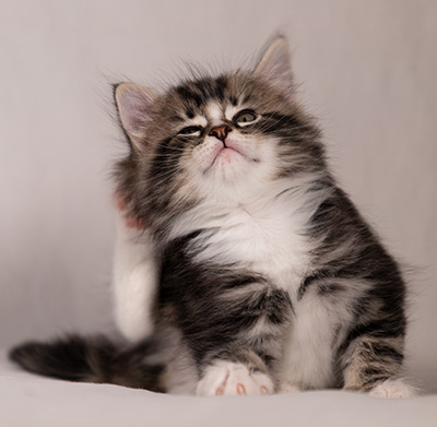 Thorkel - 6 weeks old