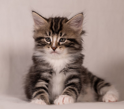 Thorkel - 6 weeks old