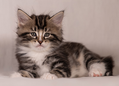 Thorkel - 6 weeks old